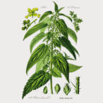HERBALISM 1(2)2016