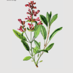 HERBALISM 1(3)2017