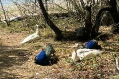 IMG-20250829-WA0015