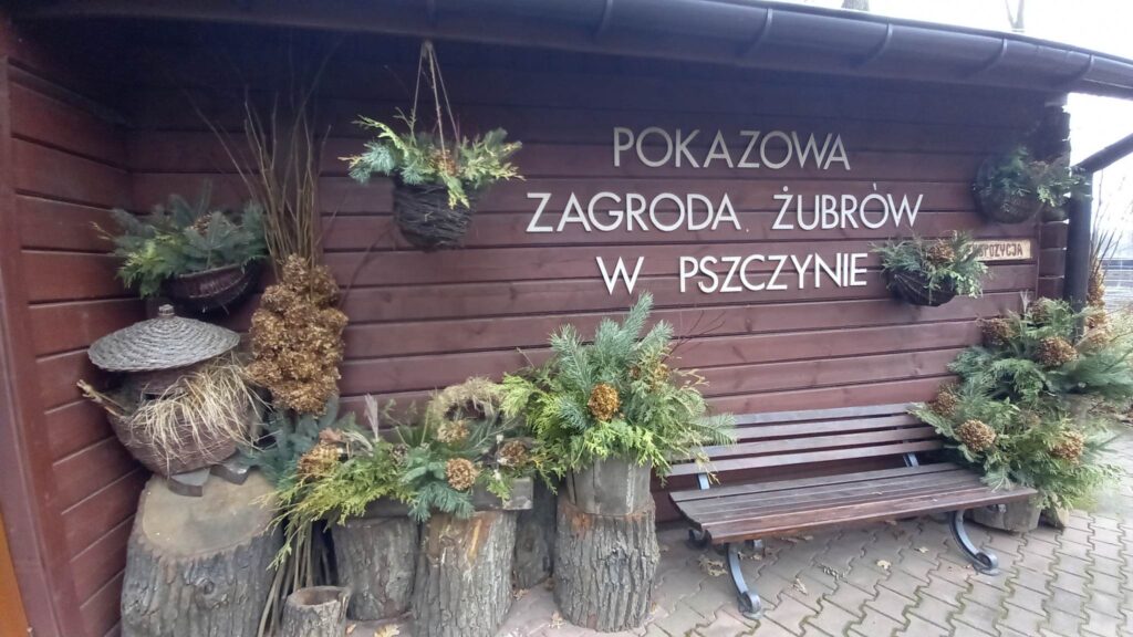 Wygląd wejścia do Pokazowej Zagrody Żubrów w Pszczynie przystrojony stroikami z naturalną choinką i zasuszonymi hortensjami