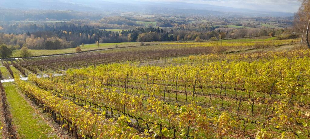 widok krzewów winnicy i panoramy z jej wzgórza