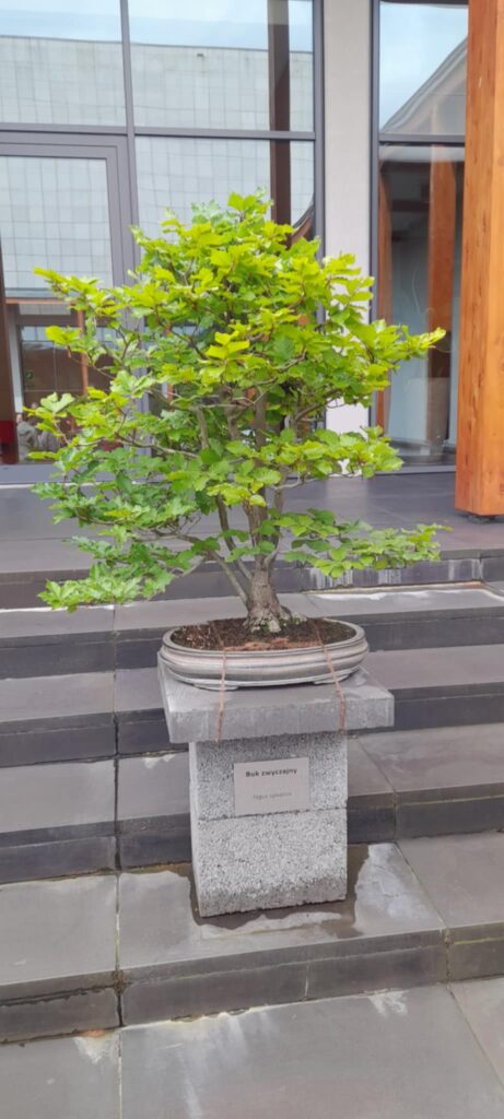 bonsai