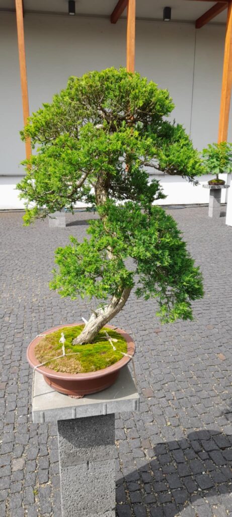 bonsai