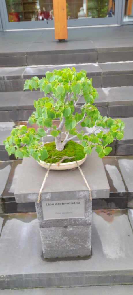 bonsai