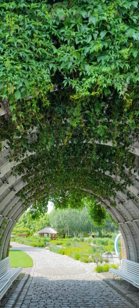 Tunel, przejście z porośnietym bluszczem