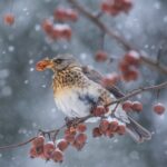 Konkurs fotograficzny Hu hu ha Nasza zima rozstrzygnięty