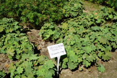 DSC09056
